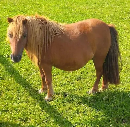 Domaine De La Dune Entre Terre Et Prázdninový dům Saint-Martin-de-Varreville